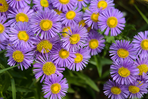 Purple chrysanthemum flowers