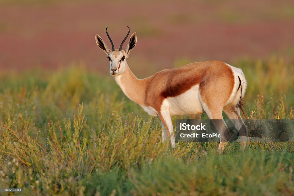 Springbok antelopes A Springbok antelope, Etosha National Park, Namibia, southern Africa Africa Stock Photo