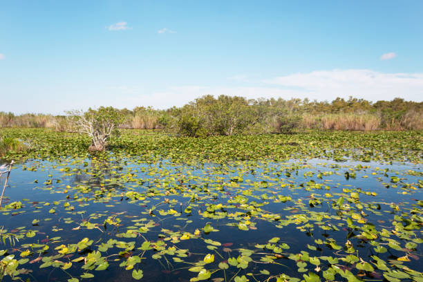 istock Wetland during a sunny day in Everglades, Florida 1402530858