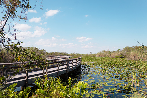 Summer landscape located in Everglades, Florida
