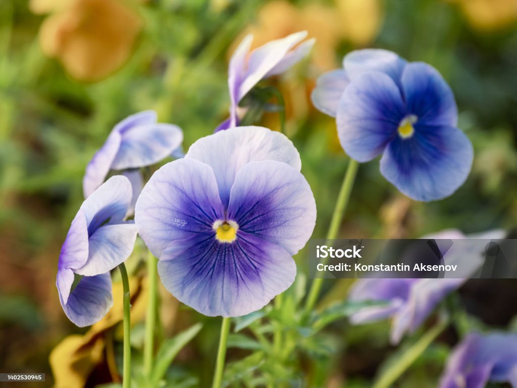 Blooming Viola tricolor, also known as wild pansy, Johnny Jump up, heartsease, heart's delight, tickle-my-fancy, Jack-jump-up-and-kiss-me, come-and-cuddle-me, three faces in a hood, love-in-idleness, and pink of my john. Beauty In Nature Stock Photo