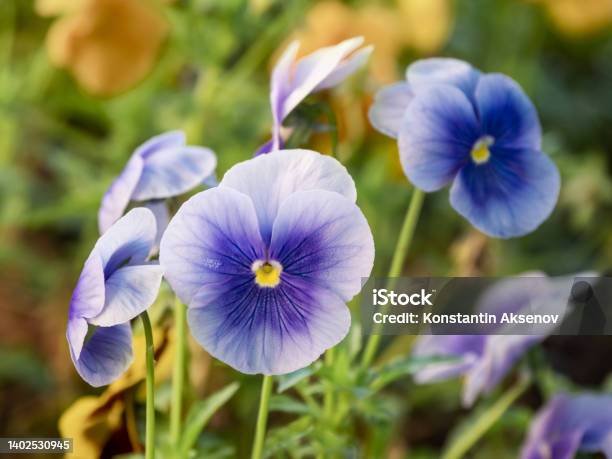 Blooming Viola Tricolor Also Known As Wild Pansy Johnny Jump Up Heartsease Hearts Delight Ticklemyfancy Jackjumpupandkissme Comeandcuddleme Three Faces In A Hood Loveinidleness And Pink Of My John Stock Photo - Download Image Now
