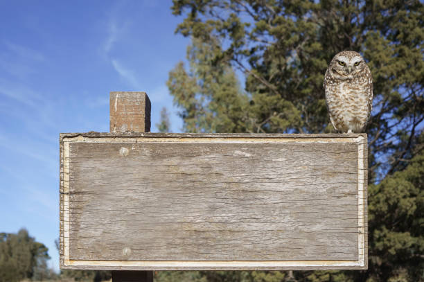 owl perched on a rustic wooden sign with free space to add any text
