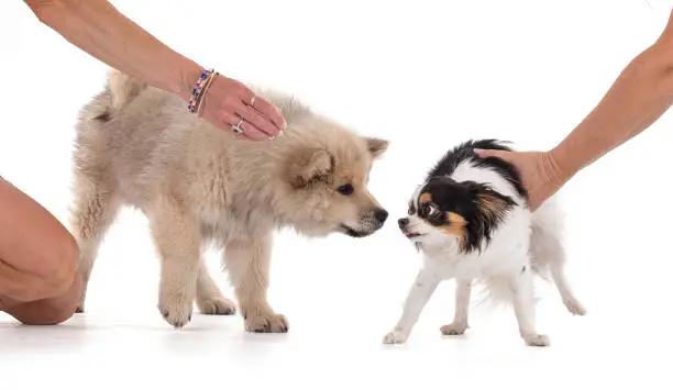 Eurasier puppy meeting a long-haired Chihuahua on a white background