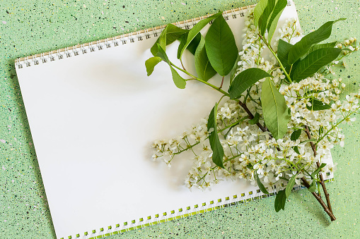 Spring green background with a notebook and a blossoming bird cherry branch