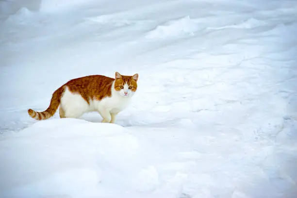 Domestic red cat went out for walk in freshly fallen snow. Cat is not afraid of cold