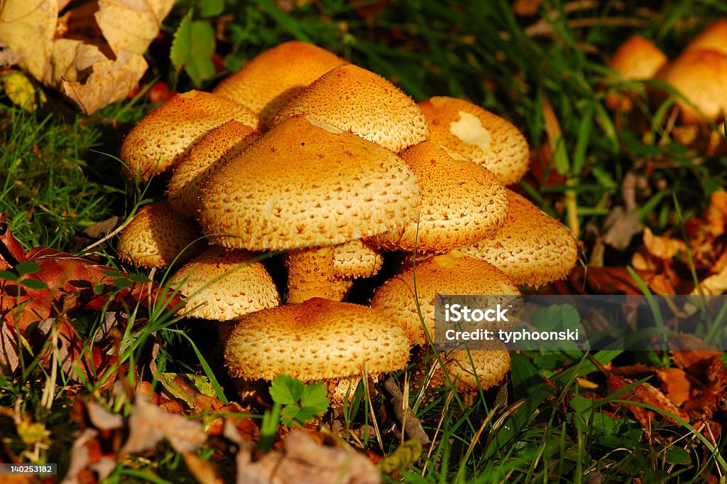 Грибы - Стоковые фото Ядовитый гриб роялти-фри
