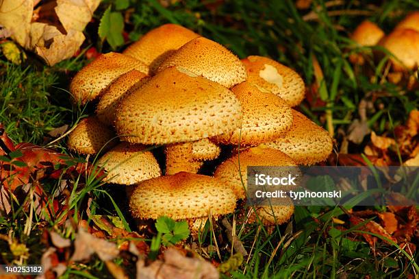 Грибы — стоковые фотографии и другие картинки Ядовитый гриб - Ядовитый гриб, Без людей, Биология