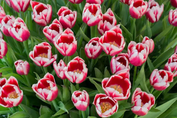 Bright floral background of red and pink tulips