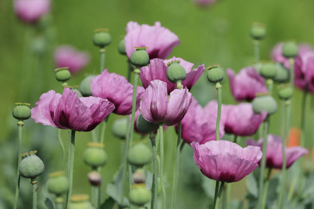 Schlafmohn A field of pink opium poppies. A summer dream. opium poppy stock pictures, royalty-free photos & images