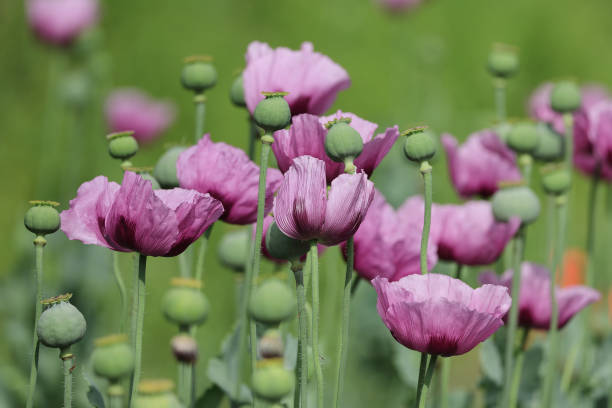 schlafmohn - poppy purple flower close up imagens e fotografias de stock