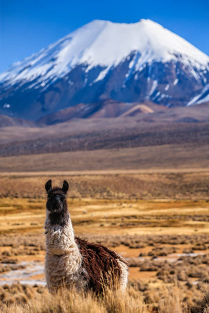 выпас ламы и parinacota на вулкан на боливии - altiplano стоковые фото и изображения