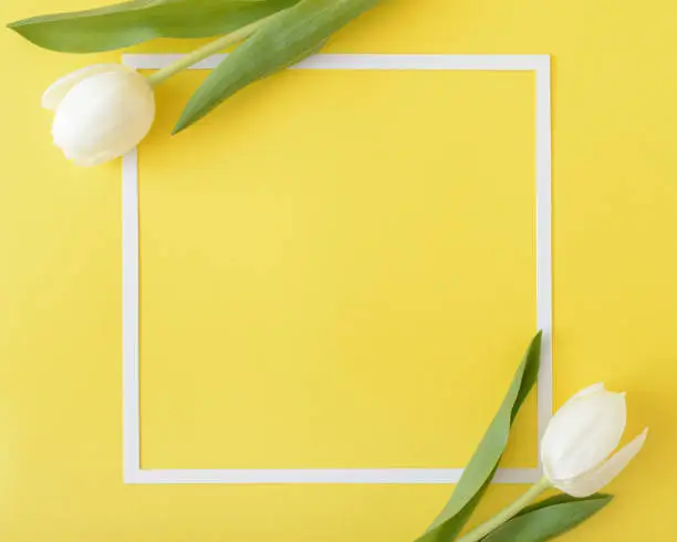 Two white tulip flowers on a yellow background with a white frame. Large copy space. Spring opstimistic concept. Minimal style. Flat lay .frame.