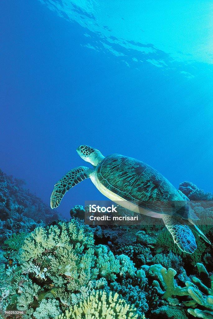 Turtle cerca de coral bajo el agua - Foto de stock de Dermoquélidos libre de derechos