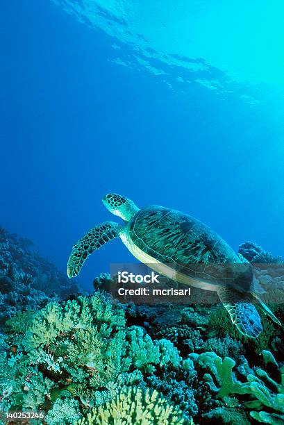 Turtle Cerca De Coral Bajo El Agua Foto de stock y más banco de imágenes de Dermoquélidos - Dermoquélidos, Mar Rojo, Coral - Cnidario