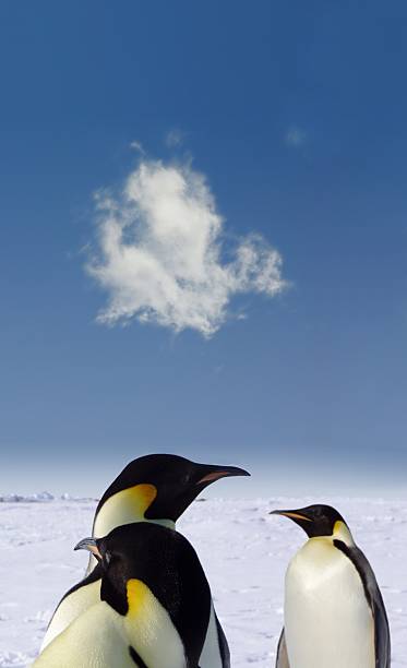 pinguins - artica - fotografias e filmes do acervo