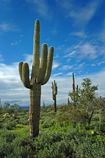 Saguaro cactus in desert with sky and clouds