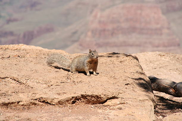 궁금 squirrel - squirrel softness wildlife horizontal 뉴스 사진 이미지