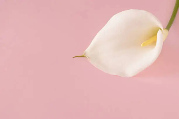 White flower calla coming out of the corner. Pastel color. Spring summer concept with copy space.