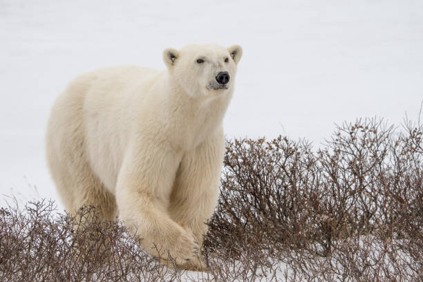 polar bear walking in the brush on the tundra - arctic canada landscape manitoba imagens e fotografias de stock