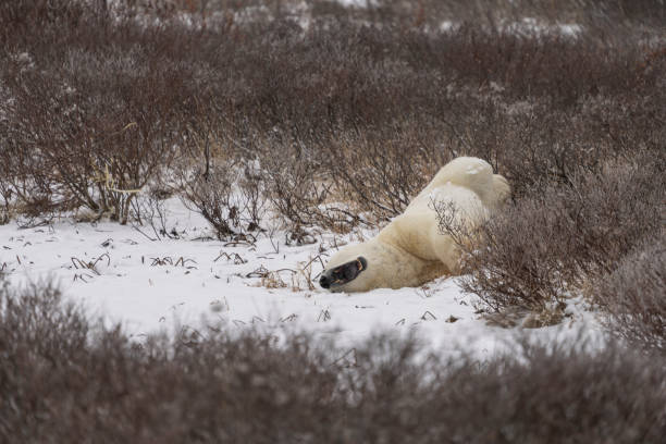 ツンドラのブラシに横たわっている間にあくびをするホッキョクグマ - arctic canada landscape manitoba ストックフォトと画像