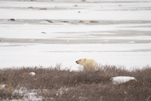 Wild polar bear cub standing in the brush next to the forming sea ice looking around in Churchill, Manitoba, Canada in fall