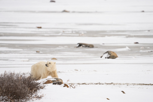 Polar bear (Ursus maritimus) cub coming out den and playing around, Wapusk national park, Canada.