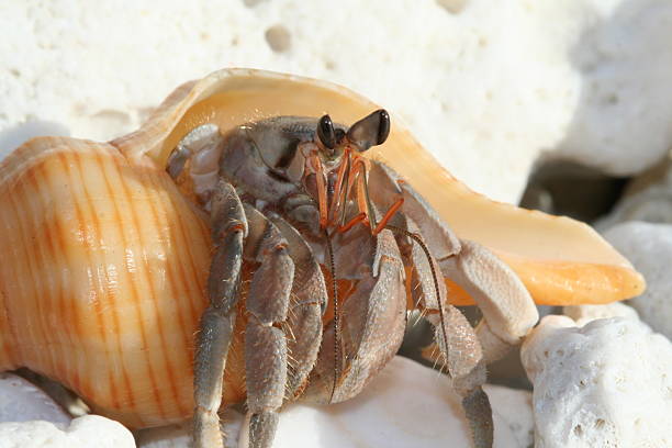 Hermit Crab #2 Hermit crab on uninhabited island of Agenashiku. molting stock pictures, royalty-free photos & images
