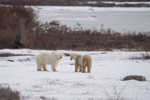 istock Two Male Polar Bears Take a Break From Sparring, or Play Fighting 1402534285