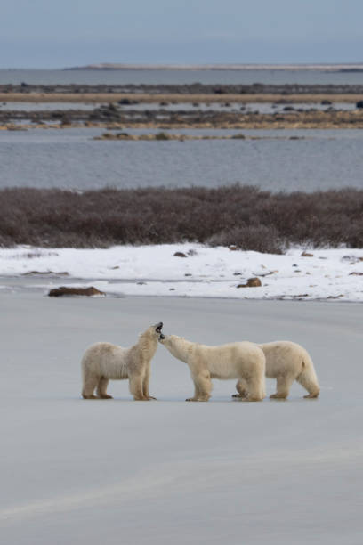 istock Two Male Polar Bears Checking Each Other Out While Sparring or Play Fighting 1402534304