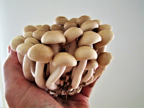 Full frame shot showing lots of Boletus mushrooms