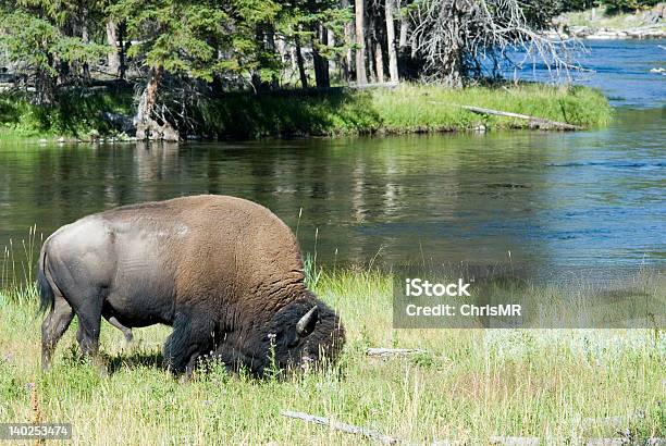 Paść Się Buffalo - zdjęcia stockowe i więcej obrazów Bizon - Bizon, Brązowy, Byk - Zwierzę płci męskiej