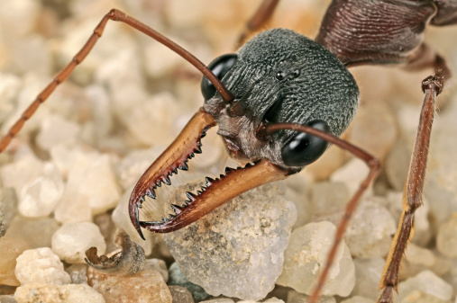 Extreme close up of a bull ant head.