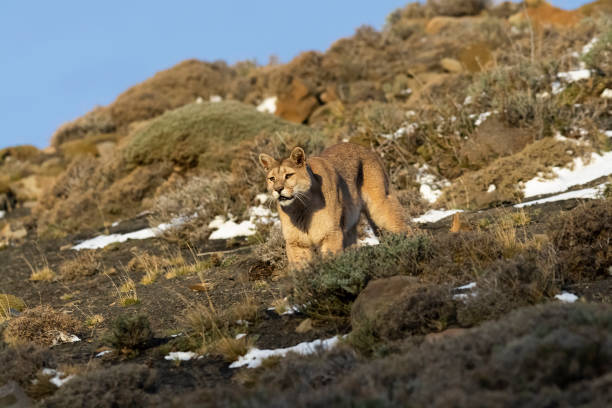 Puma walking in mountain environment, Torres del Paine National Park, stock photo
