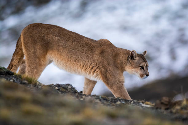 puma marchant dans un environnement de montagne, parc national torres del paine, - patagonia photos et images de collection