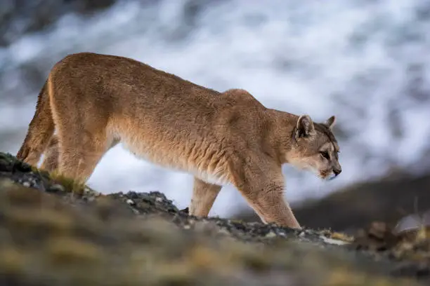 Puma walking in mountain environment, Torres del Paine National Park, Patagonia, Chile.