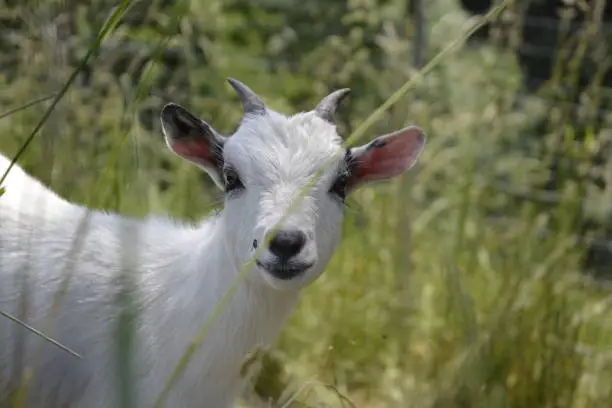 Goat Portrait
Goat portrait looks the most beautiful and so cute