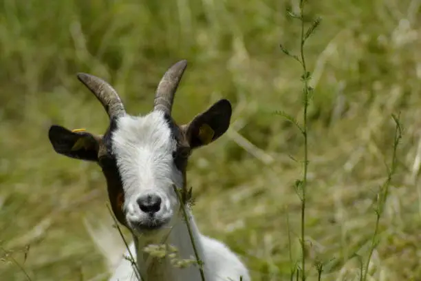 Goat-Portrait son cute but in reality he just goes to the toilet