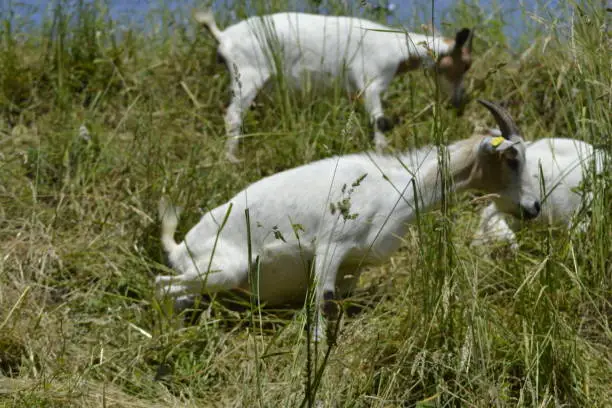 Goat-Portrait son cute but in reality he just goes to the toilet