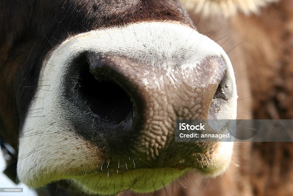 Bocca di vacca - Foto stock royalty-free di Agricoltura
