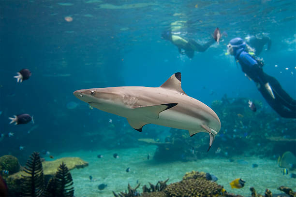 Carcharhinus Skindivers and Blacktip Reef Shark (Carcharhinus melanopterus) blacktip reef shark stock pictures, royalty-free photos & images