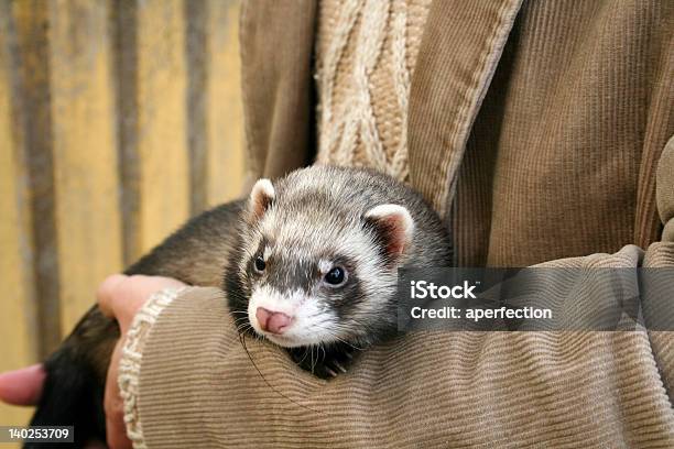 Looking Ferret Stock Photo - Download Image Now - Ferret, Domestic Life, Animal