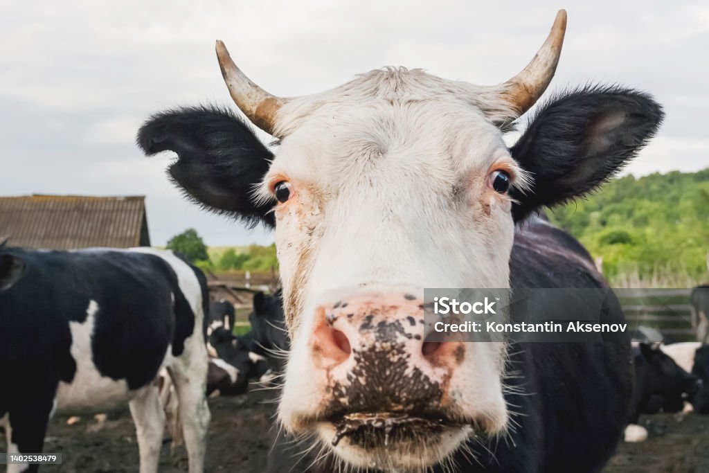 Gamar Sapi Perah Potret Close Up Sapi Yang Penasaran Di Antara Kawanan Sapi Dan Sapi ...