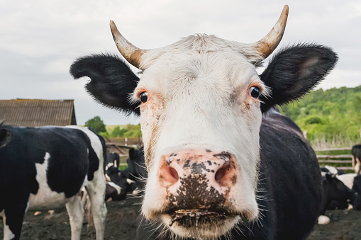 Paddock Sapi Potret Close Up Sapi Yang Penasaran Di Antara Kawanan Sapi Dan Sapi ...