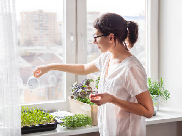 Woman is watering houseplants and microgreens on windowsill. Growing edible organic basil, arugula, microgreen of cabbage for healthy nutrition. Gardening at home. stock photo