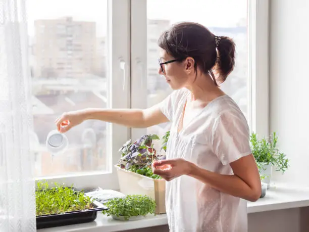 Woman is watering houseplants and microgreens on windowsill. Growing edible organic basil, arugula, microgreen of cabbage for healthy nutrition. Gardening at home.