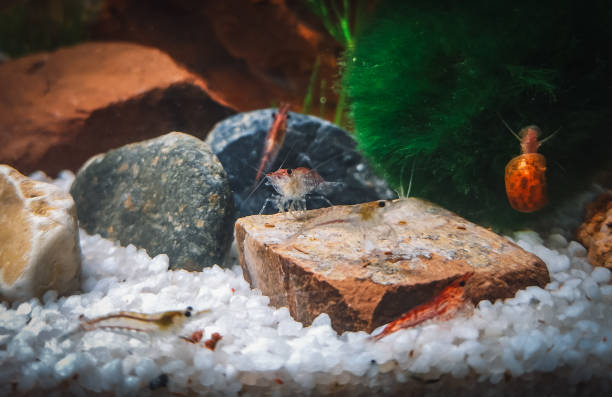 istock lovely red cherry s in my aquarium 1402540483