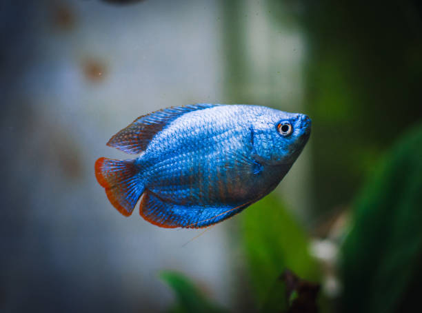 istock a beautifull colisa in my aquarium 1402541056