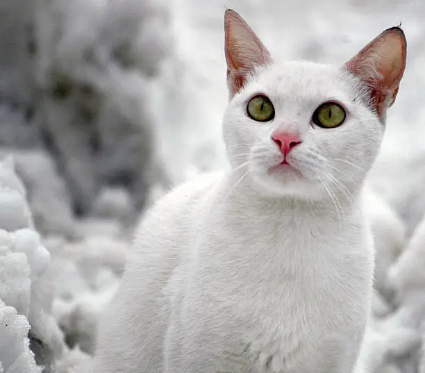 whitecat in a snow