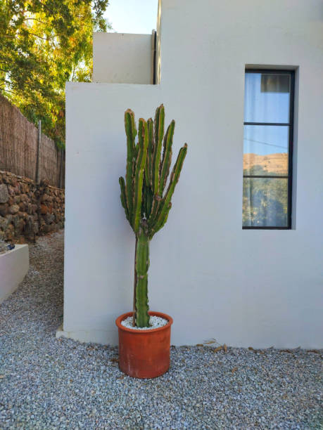 istock Cactus in pot near window 1402541279